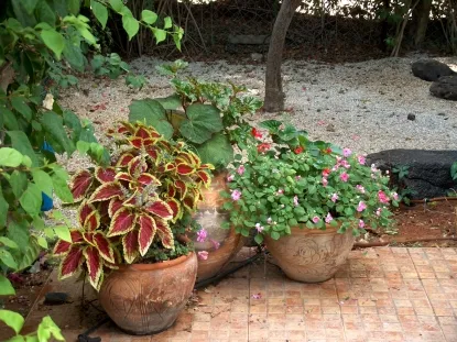 גינות לגלריה 10